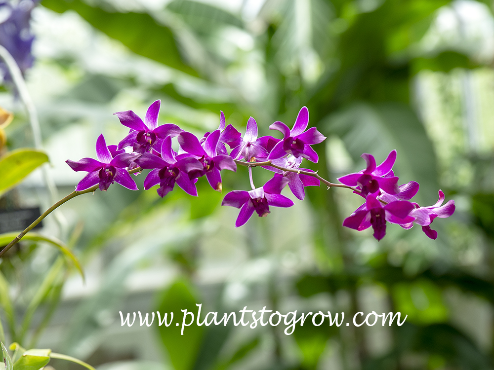 Cattleya percivaliana var miniatum